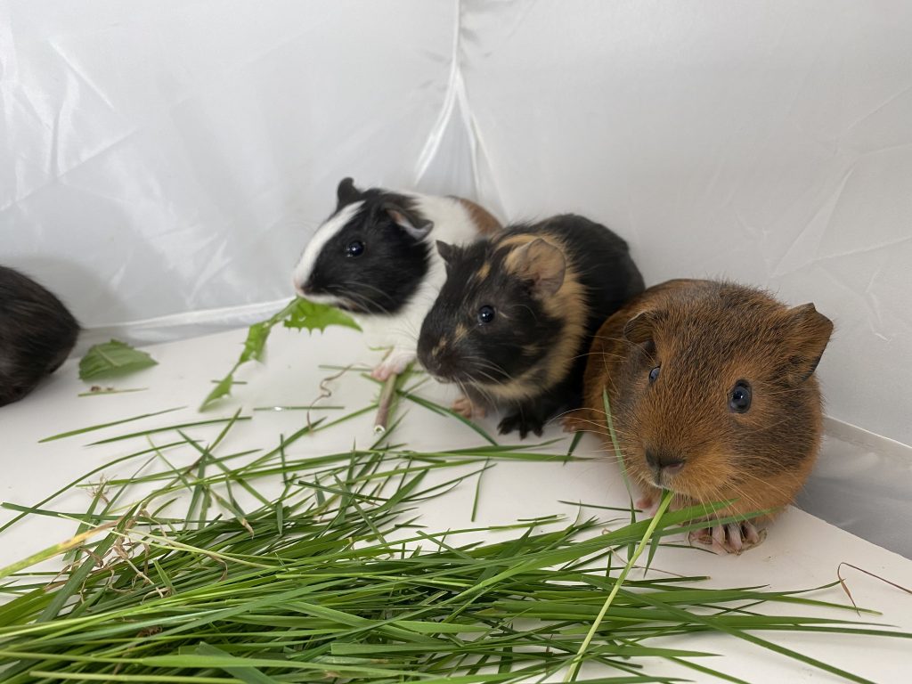 baby guineas